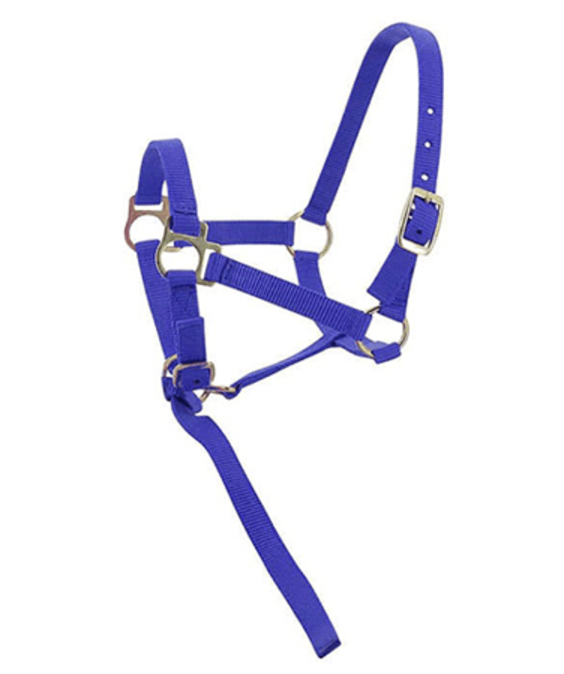 Norton Foal Headcollar and Leadrope - Royal Blue