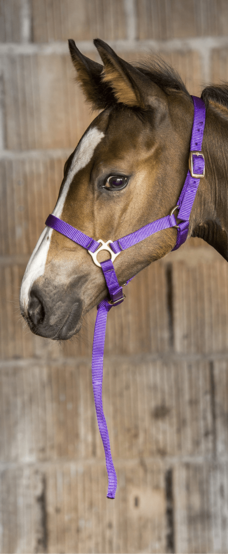 Norton Foal Headcollar and Leadrope - Dark Green-1
