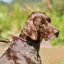 Weatherbeeta Rolled Leather Collar - Brown