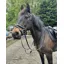 ENGLISH LEATHER Running Martingale Black