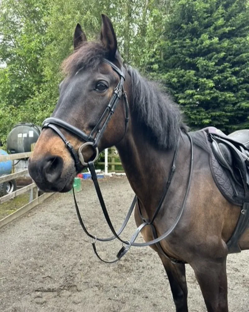 ENGLISH LEATHER Running Martingale Brown