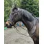 ENGLISH LEATHER Standing Martingale Black