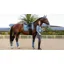 LeMieux Loire Classic Dressage Square - Ice Blue