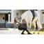 LeMieux Suede Dressage Square - Grey