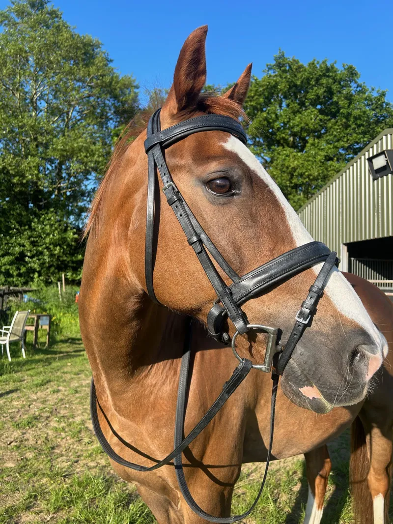 ENGLISH LEATHER Padded Crank Bridle with Raised Head and Rubber Grip Reins - Black