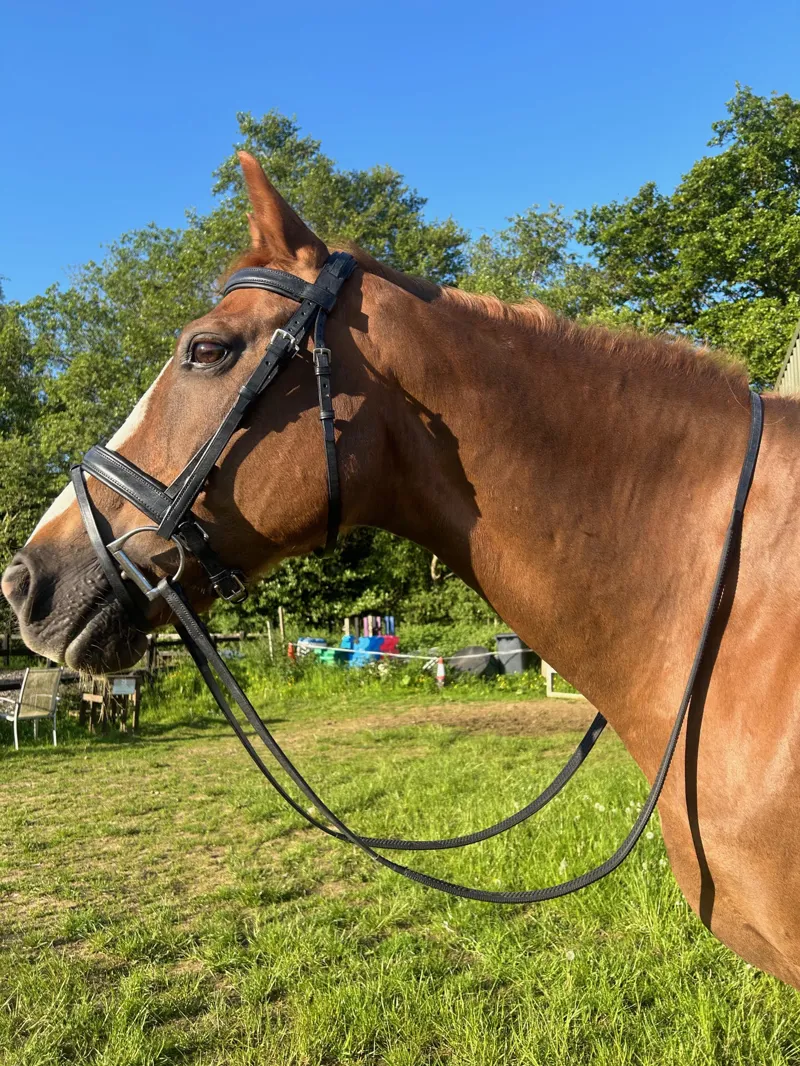 ENGLISH LEATHER Padded Crank Bridle with Raised Headpiece and Rubber Grip Reins - Brown-2