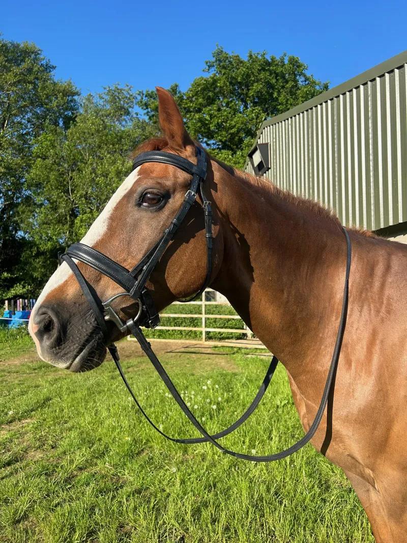 ENGLISH LEATHER Padded Crank Bridle with Raised Head and Rubber Grip Reins - Black-2