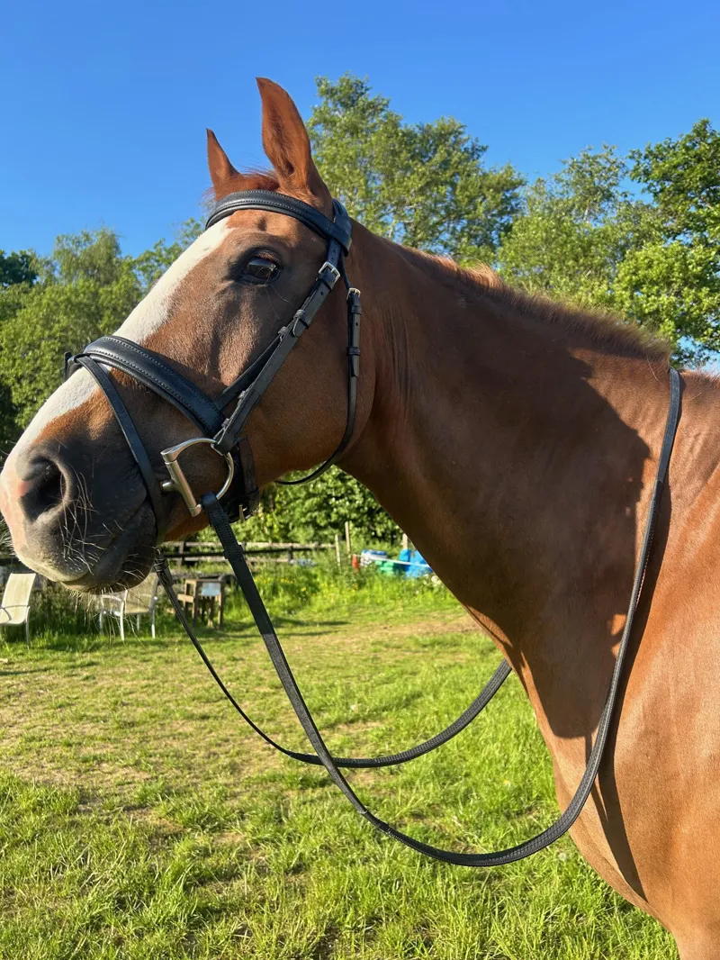 ENGLISH LEATHER Padded Crank Bridle with Raised Head and Rubber Grip Reins - Black-1