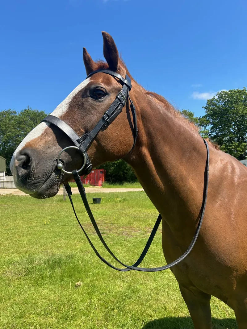ENGLISH LEATHER Heavy Weight No 1 Cavesson Bridle - Brown