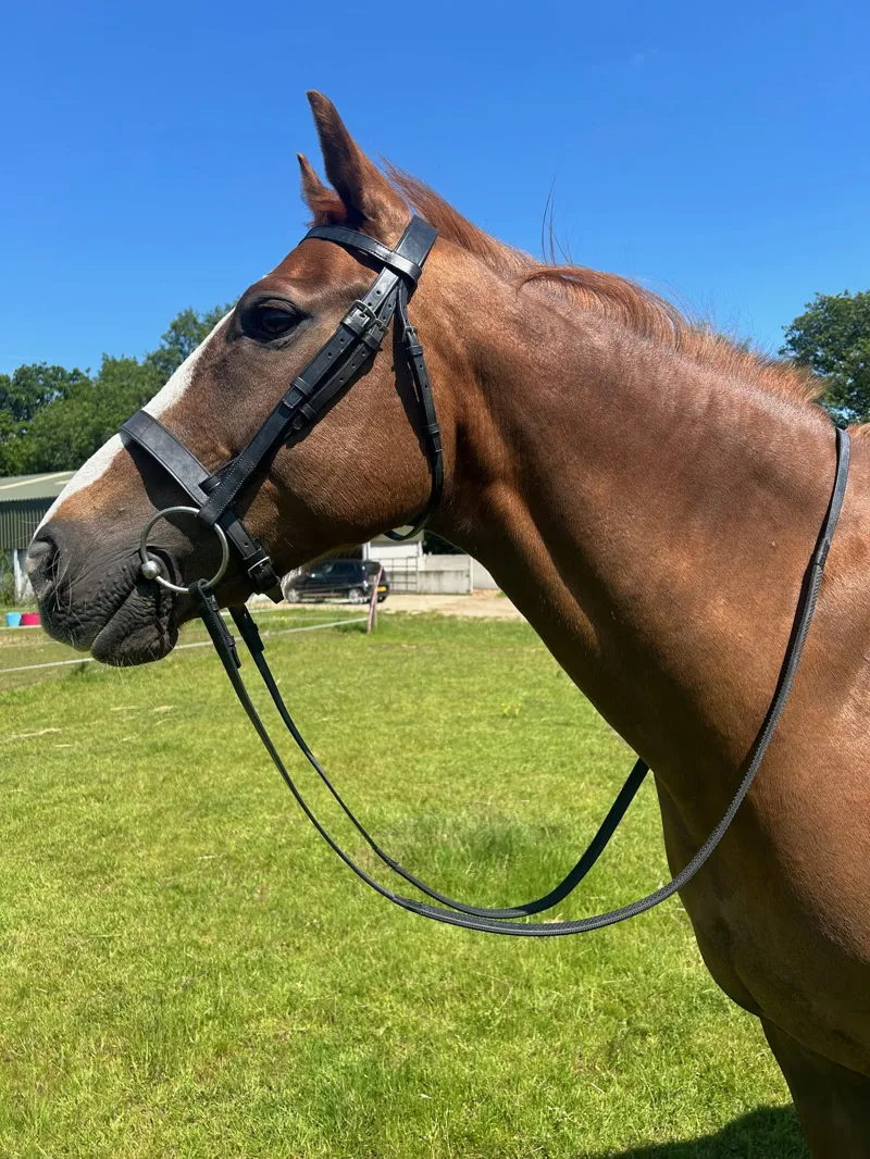 ENGLISH LEATHER Heavy Weight No 1 Cavesson Bridle - Black-1